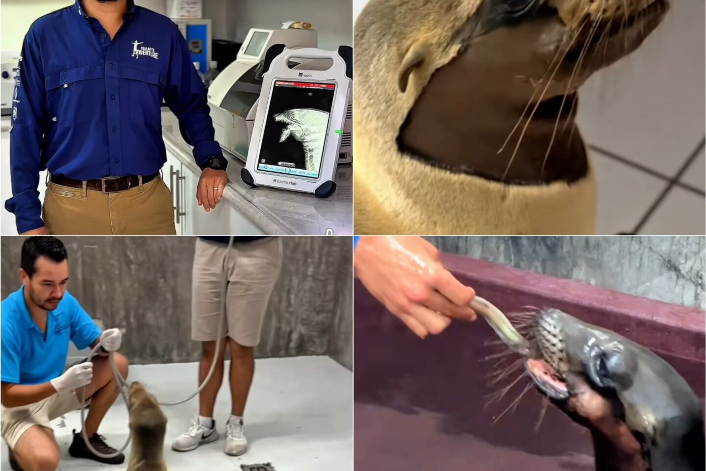 Marquitos, el lobo marino rescatado en playas nayaritas, continúa mostrando una evolución favorable.